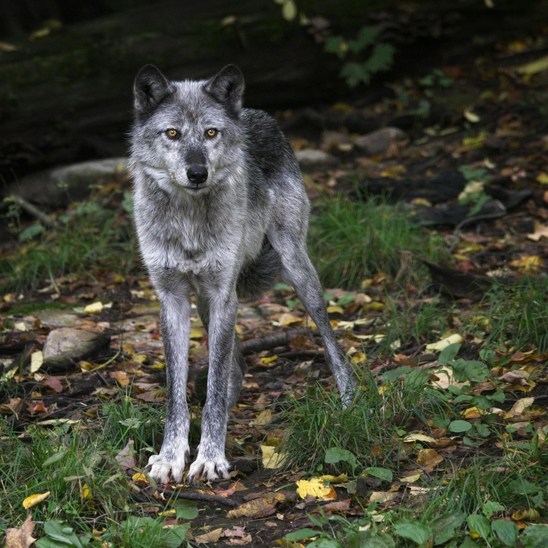 a wolf standing in grass and leafy ground