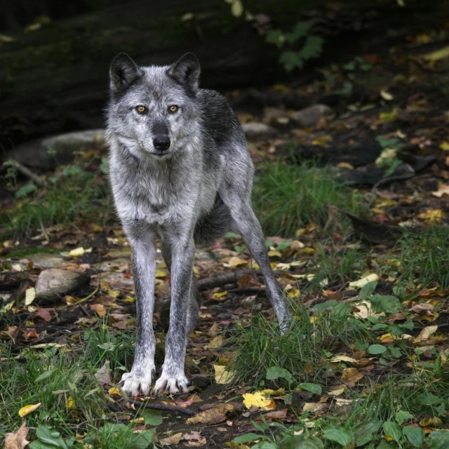 a wolf standing in grass and leafy ground
