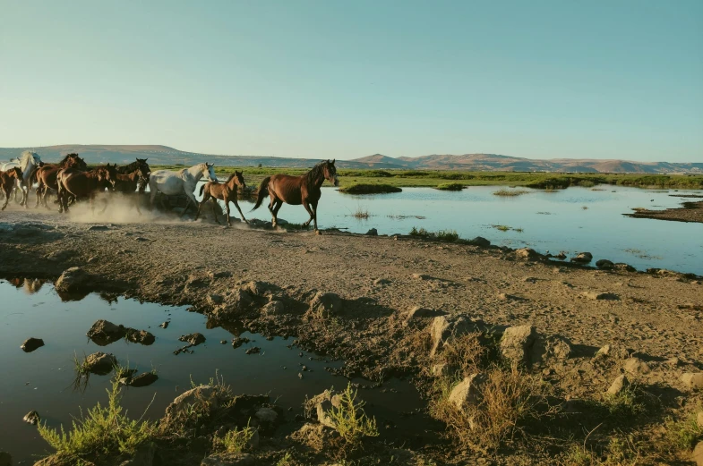 several horses are running along the edge of a pond