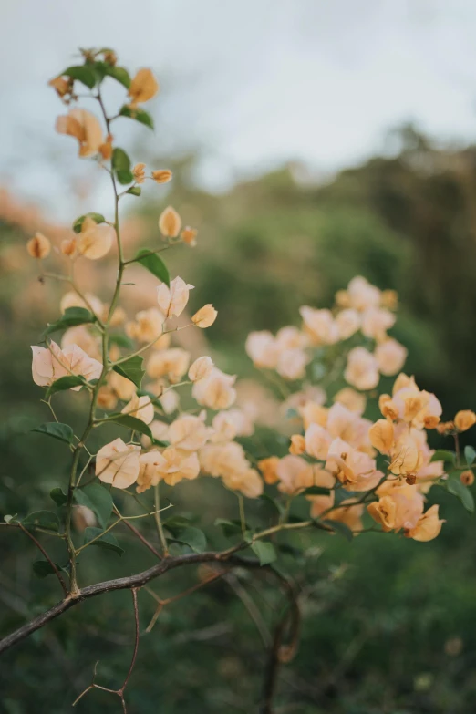 flowers in the wild on a cloudy day