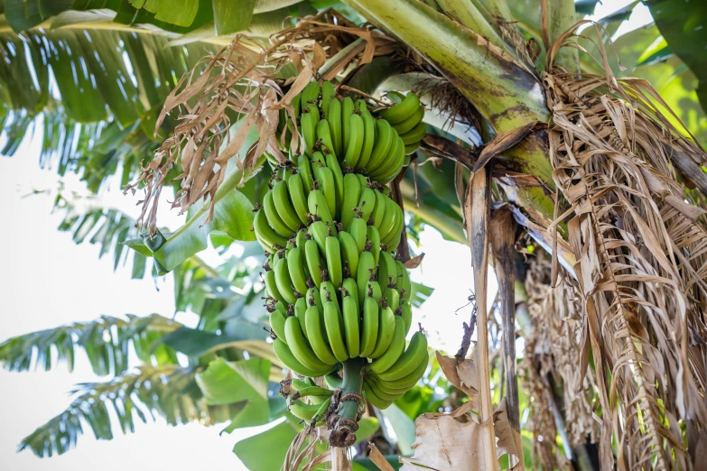 bunches of bananas on the vine of a tree