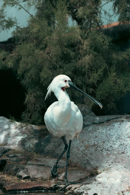 a white bird with a long beak walks along a snowy field