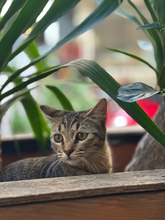 a cat that is laying down on a table