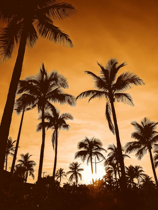 the silhouettes of several palm trees against a sunset