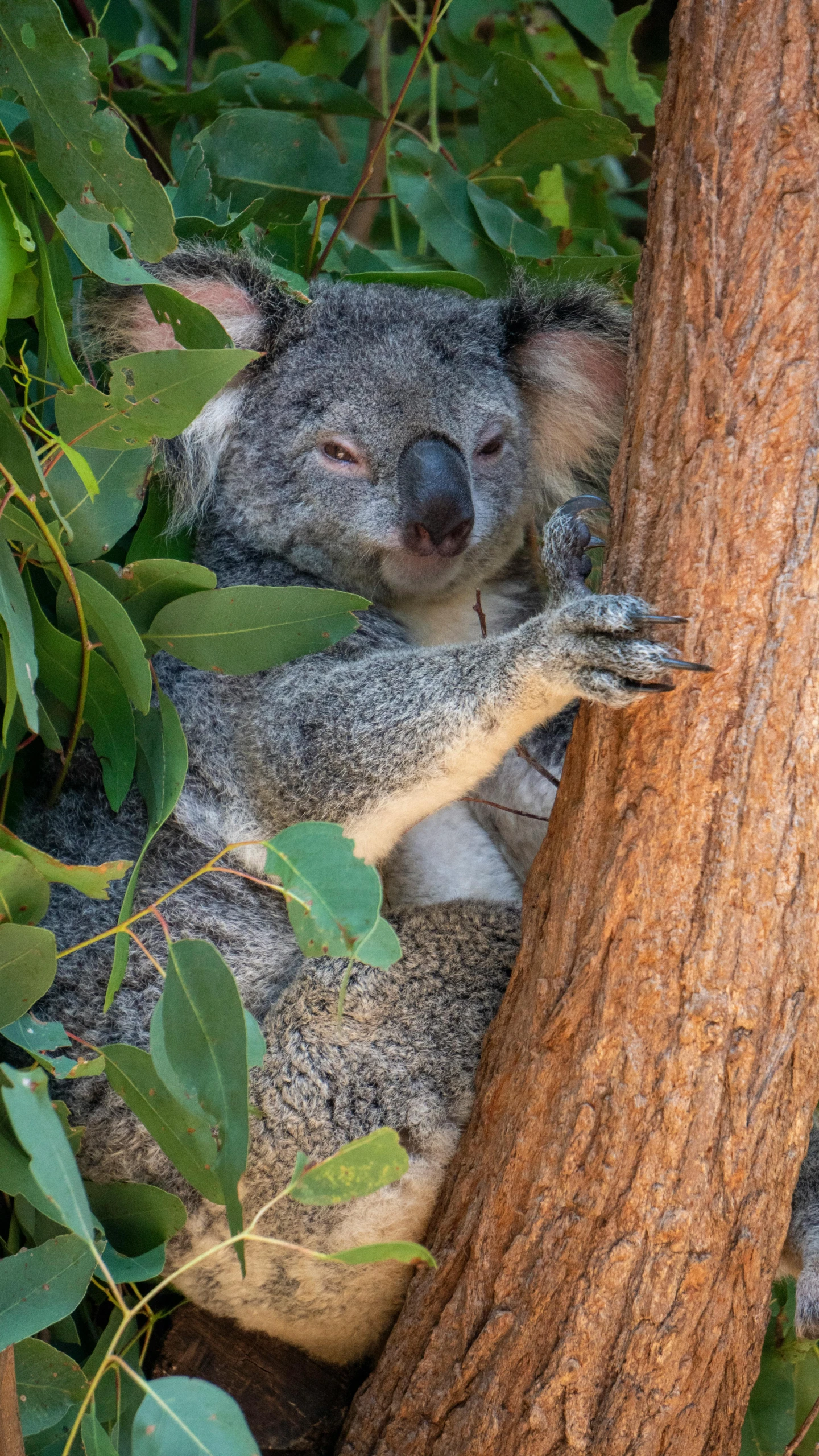 a koala bear is laying on a tree