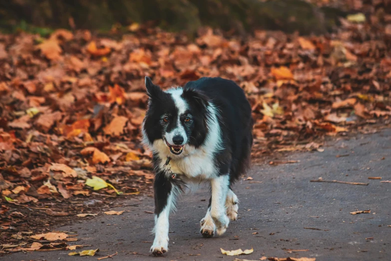 a black and white dog running on a sidewalk full of leaves