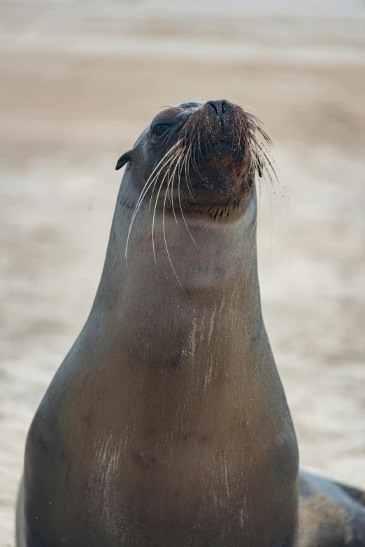 a seal on the beach with his head turned toward the sky