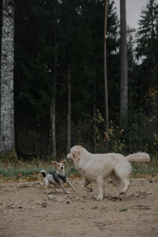 two dogs chasing after a frisbee in the woods