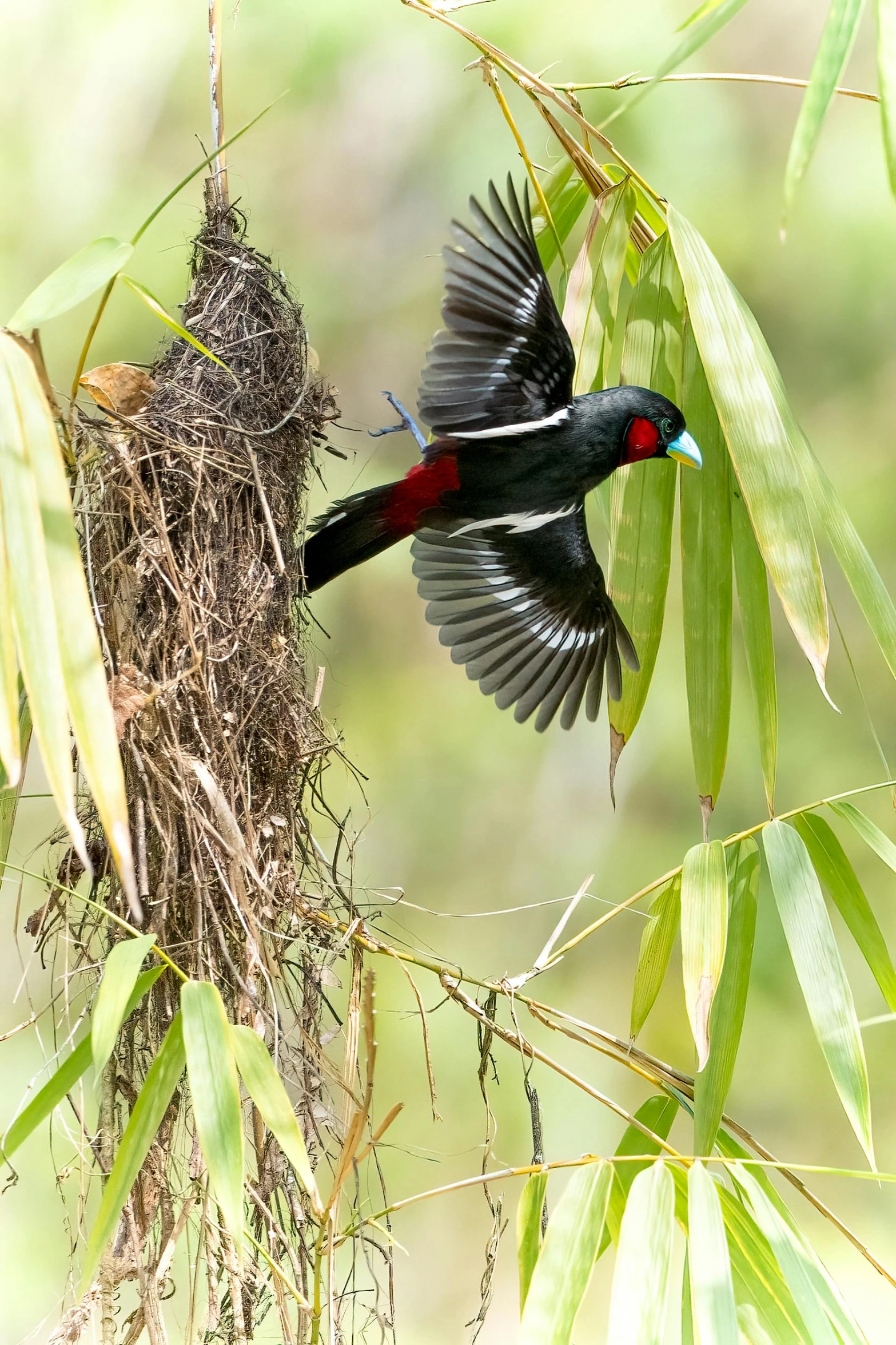 a bird with its beak opened in front of a bird's nest