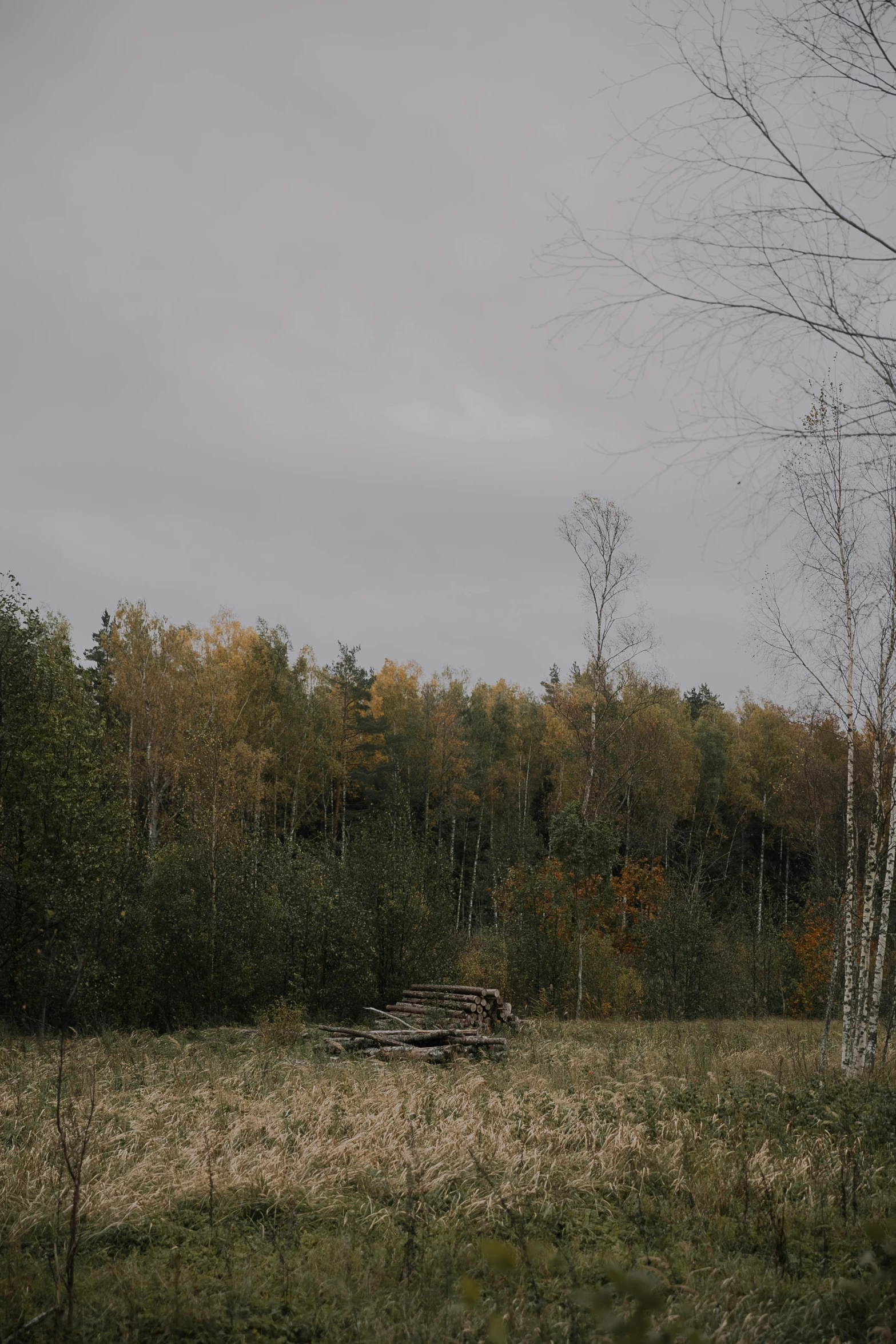 a bench in the middle of the woods