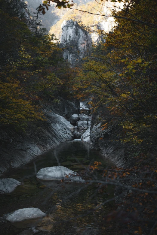 a small stream flows through a forest covered in snow