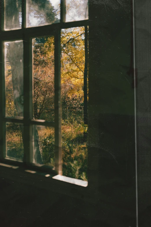 a view from inside of a window of a forest