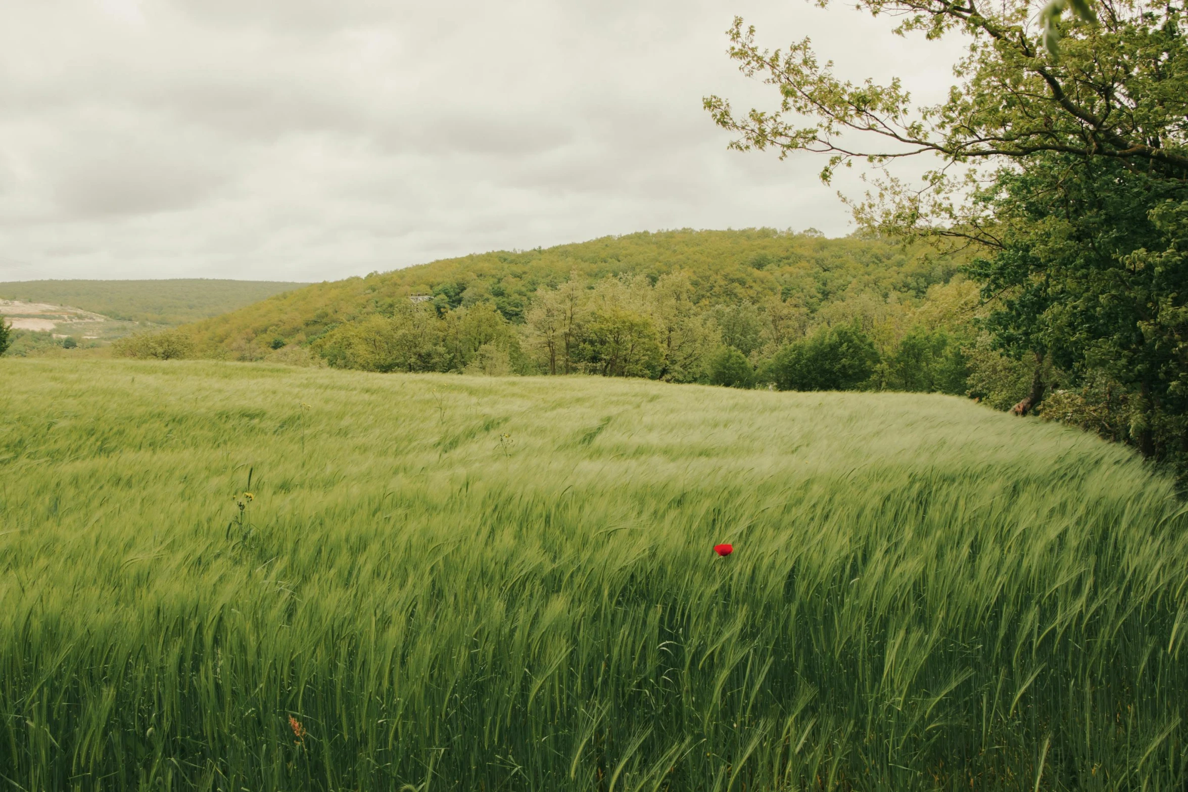 the lone poppy in a large field is blooming