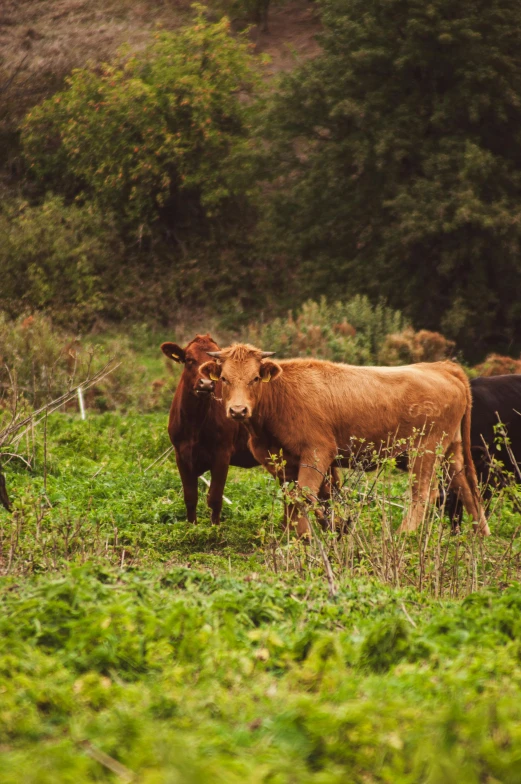 three brown cows in a grassy field by the woods