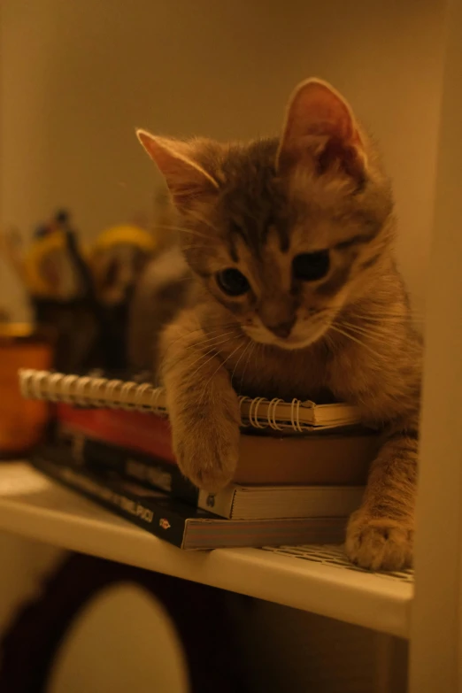 a small cat is sitting on top of books