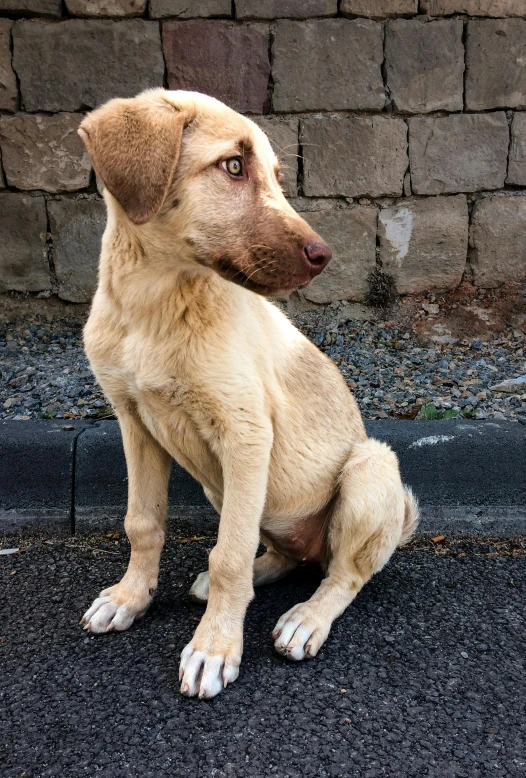 a brown and black puppy sitting on the pavement