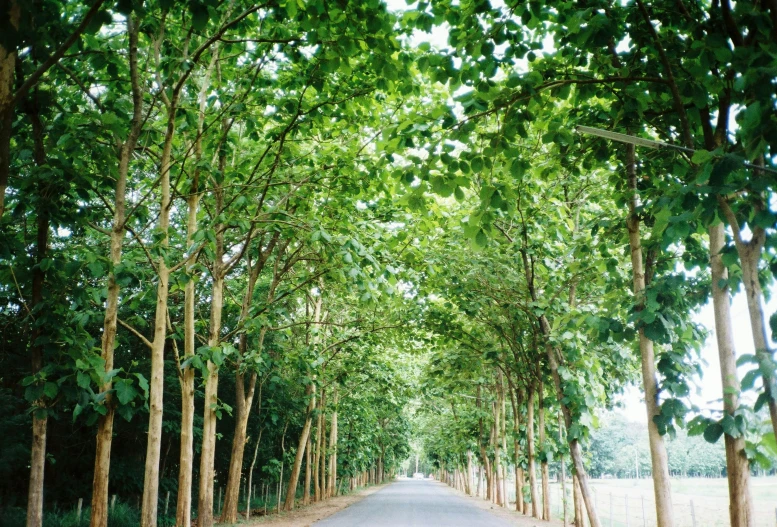 the trees are lining the tree lined road