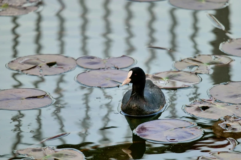 a lone duck swimming on top of water with lily pads