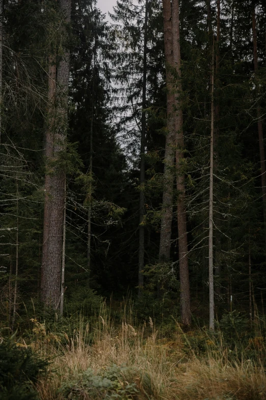 the ground in the woods is littered with tall grass