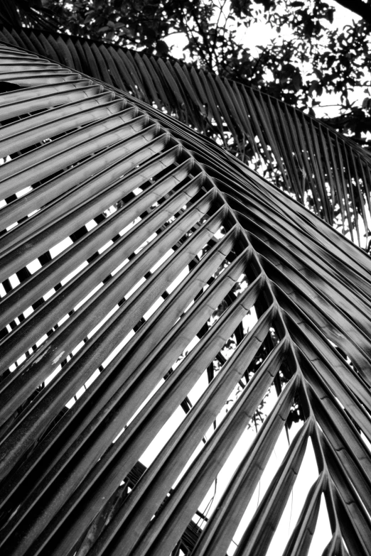 black and white pograph of a leaf in palm tree