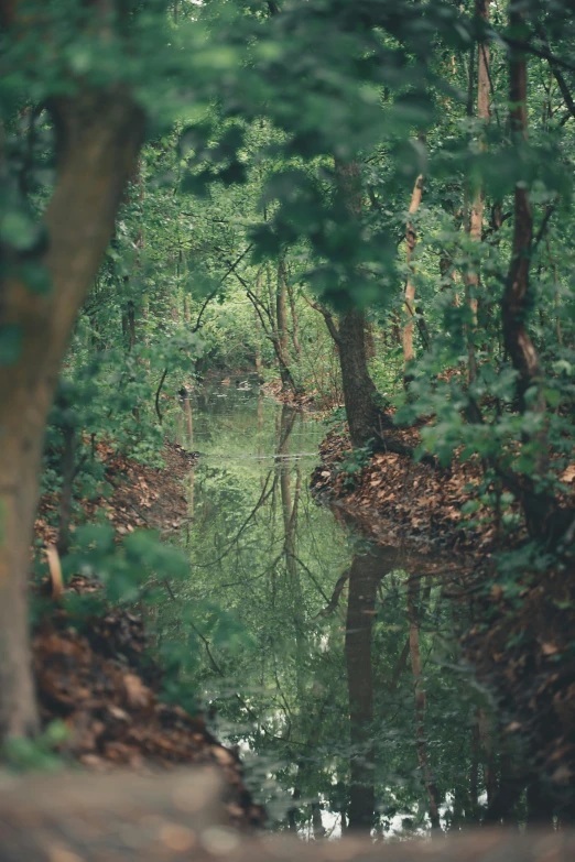 the po is of a forest river that was not full of water