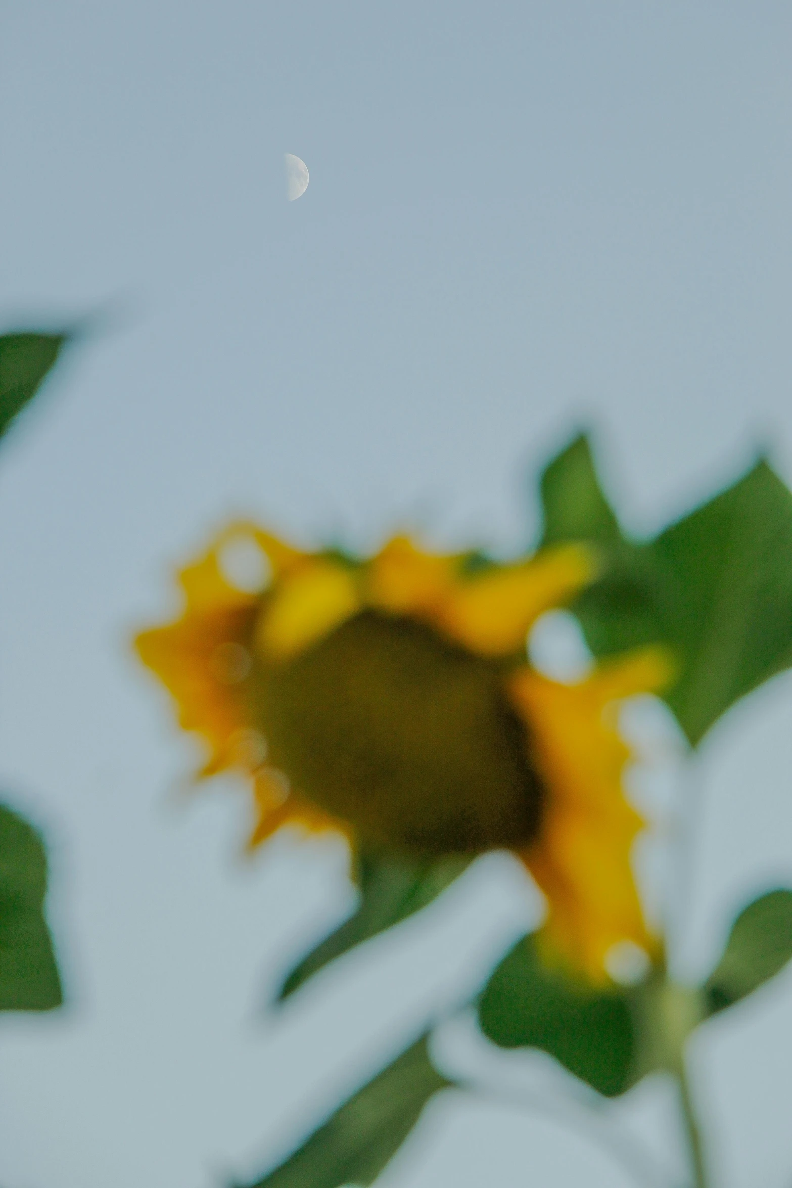 the back side of a large sunflower looking up at a small moon