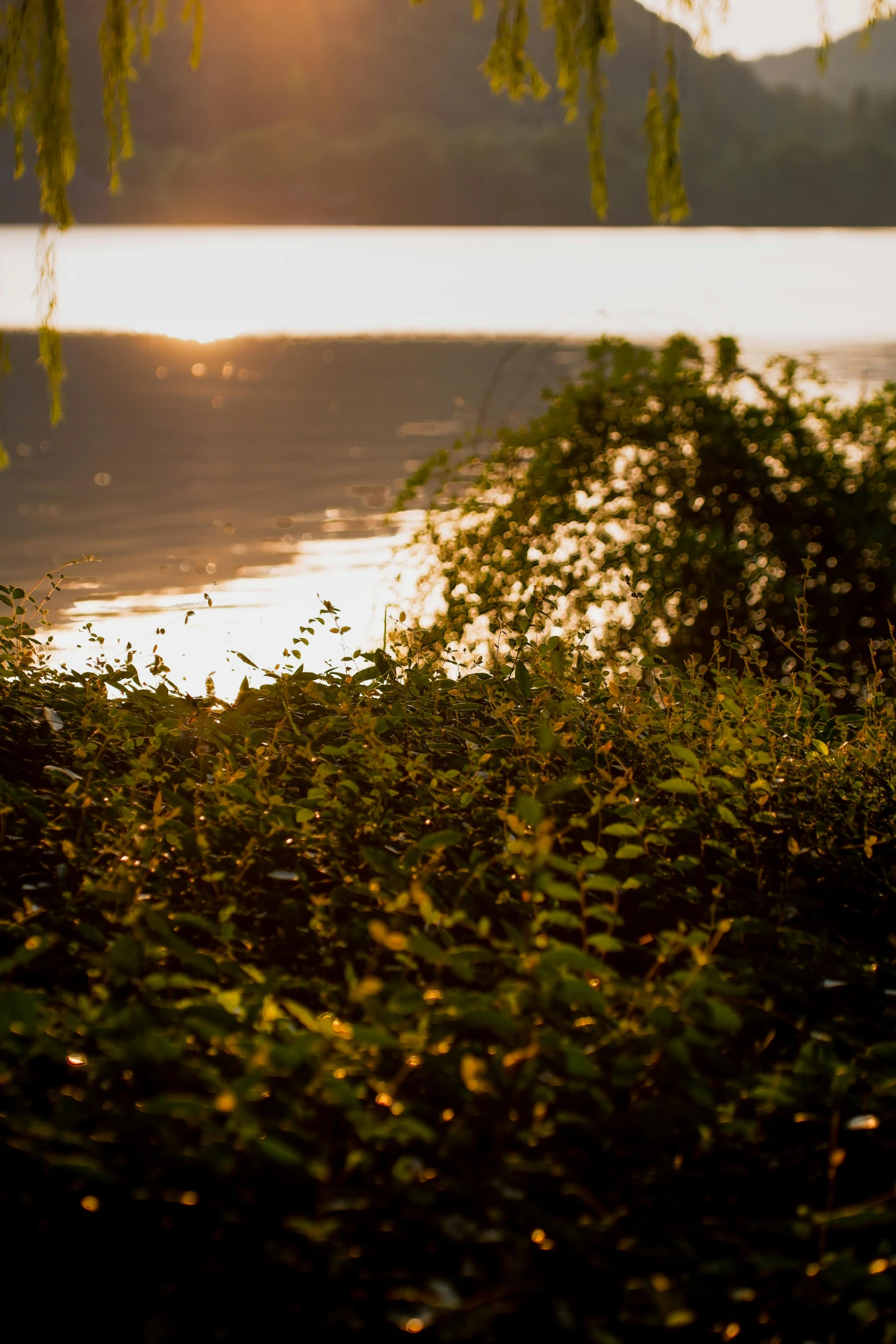 the sun shining brightly over a lake with grass and bushes