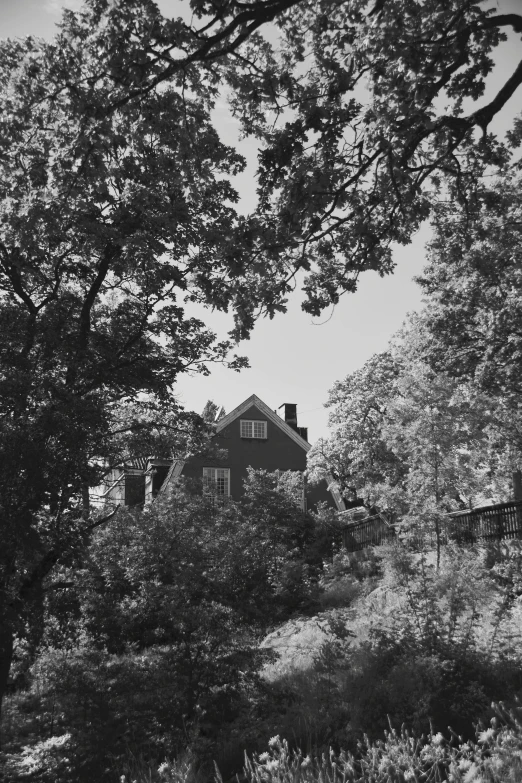 a house in the middle of the forest under a tree