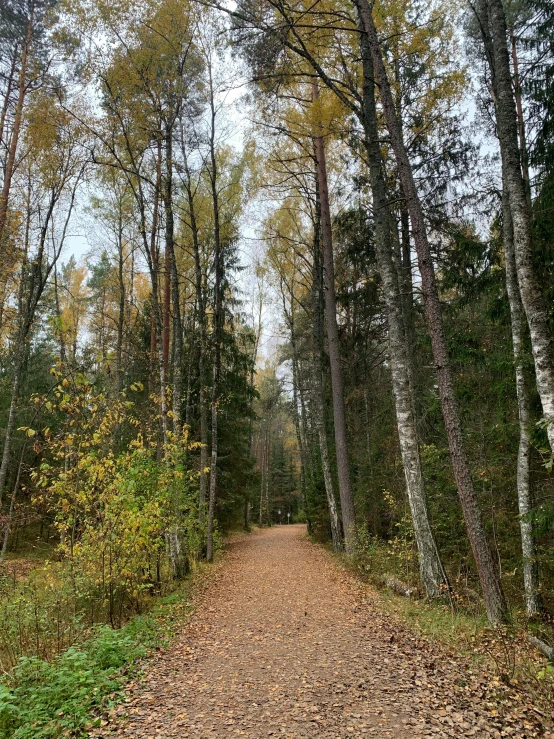 there is a dirt road that goes through the woods