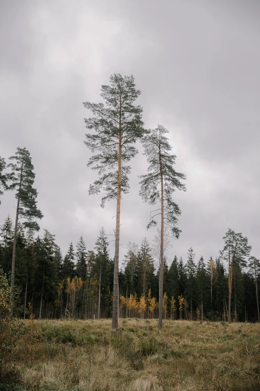 a couple of tall trees standing in the grass