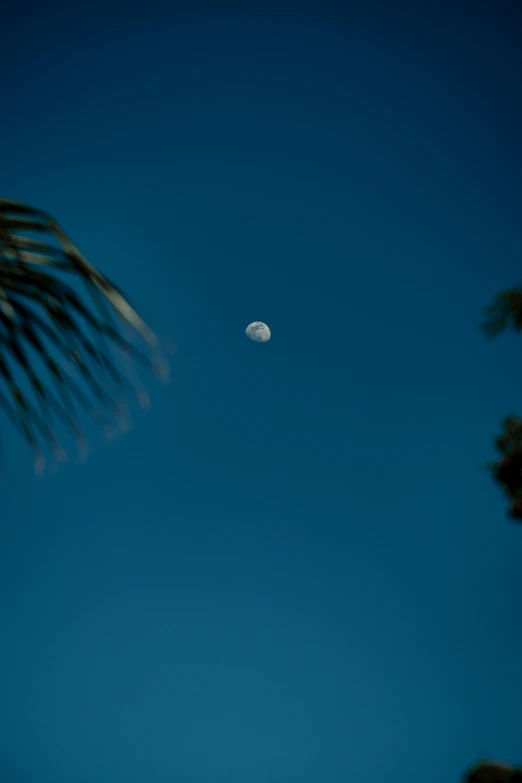 the moon is rising over the beach side and palm tree