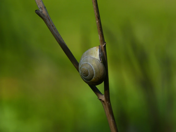 snail sitting on a nch with a blurry background