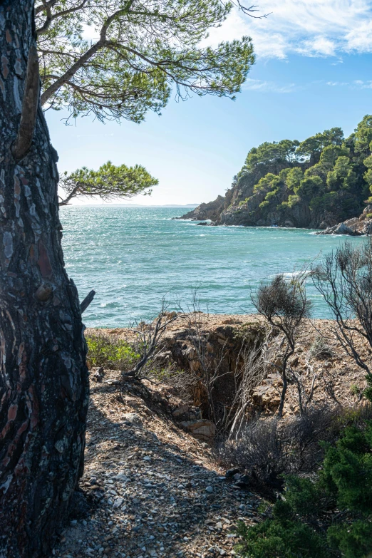 a beach that has a tree next to it