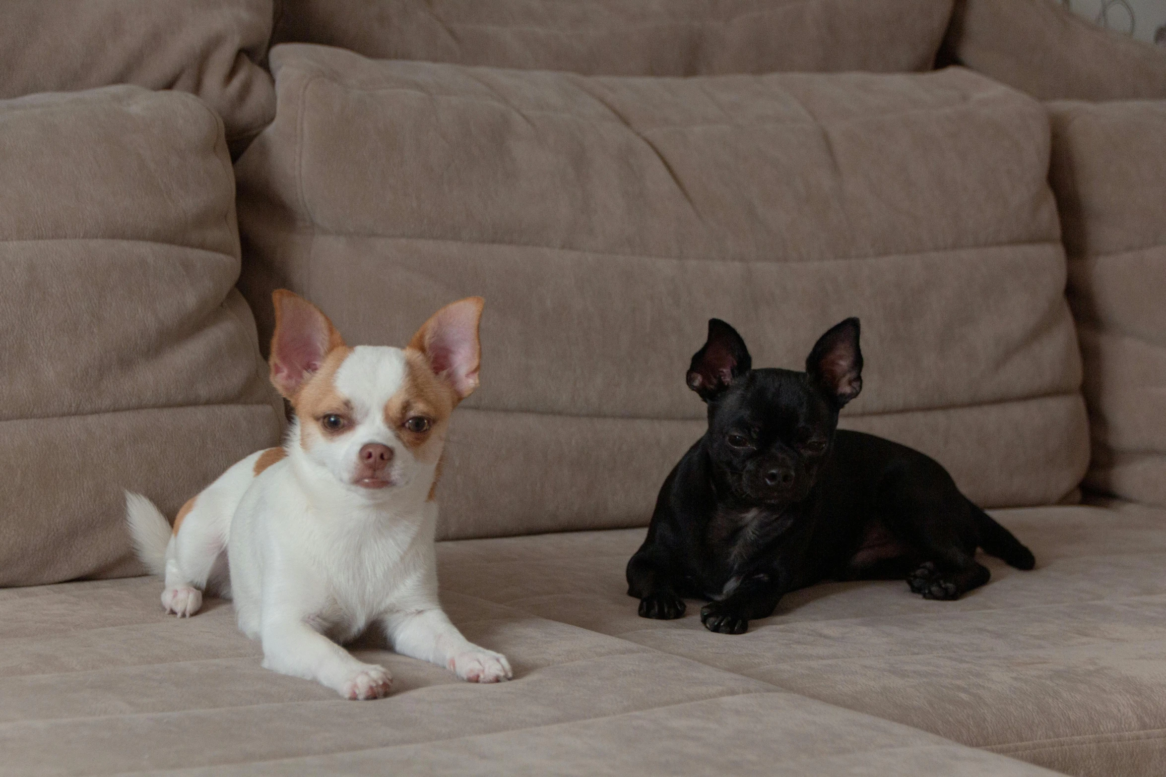 two small dogs laying next to each other on a couch