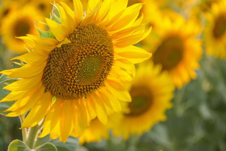 a large sunflower with many yellow flowers in it