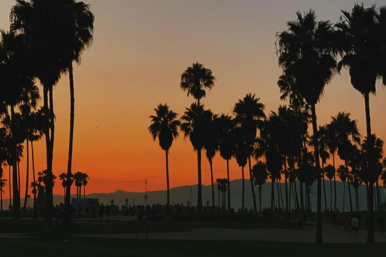 palm trees stand in the foreground and sunset on the horizon