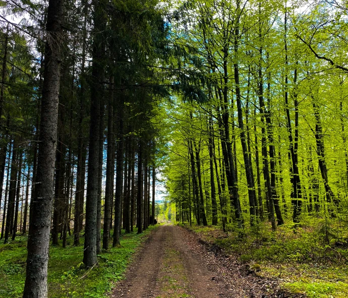 a dirt road surrounded by green trees