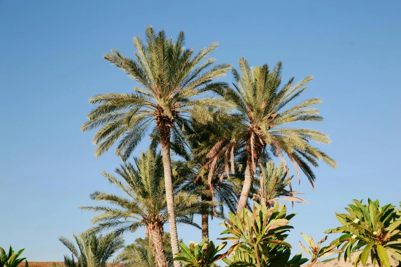 the palm trees against a clear sky are so tall