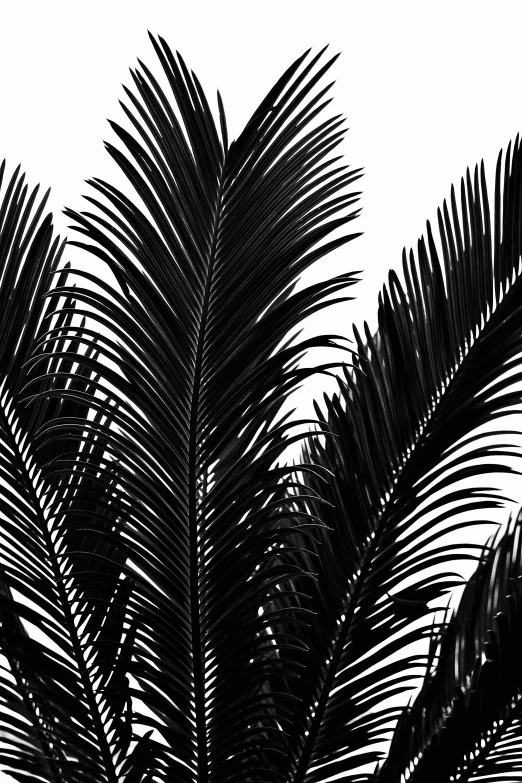 palm tree in front of a white sky