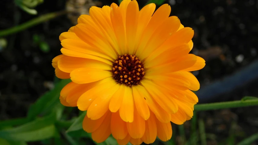 a flower that is orange and has yellow petals