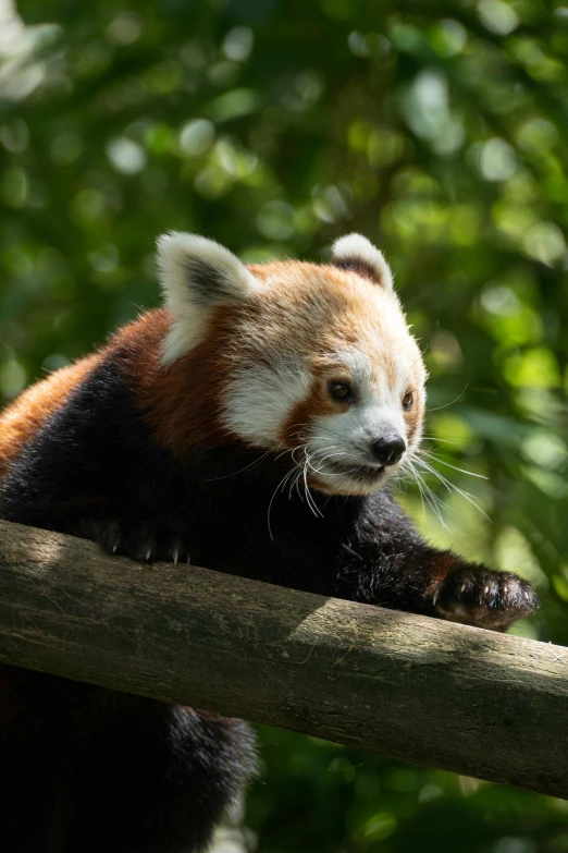 a small red panda sits on a nch and looks out
