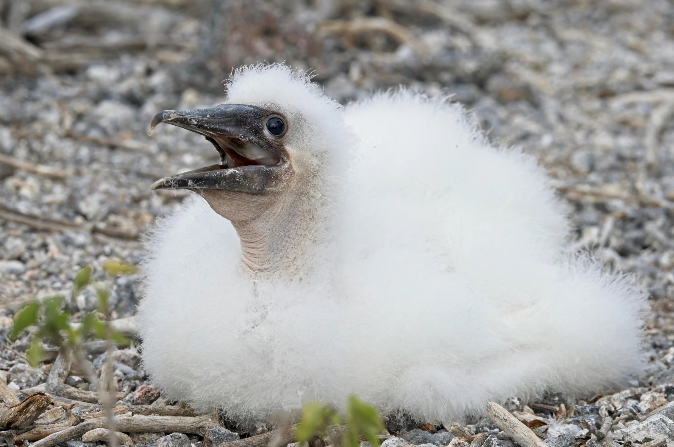 a bird with its mouth open and a tiny white fuzzy bird