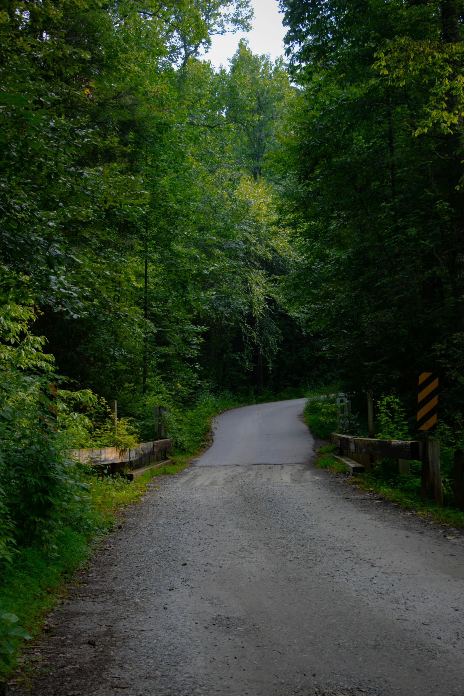 an empty road leads through the forest