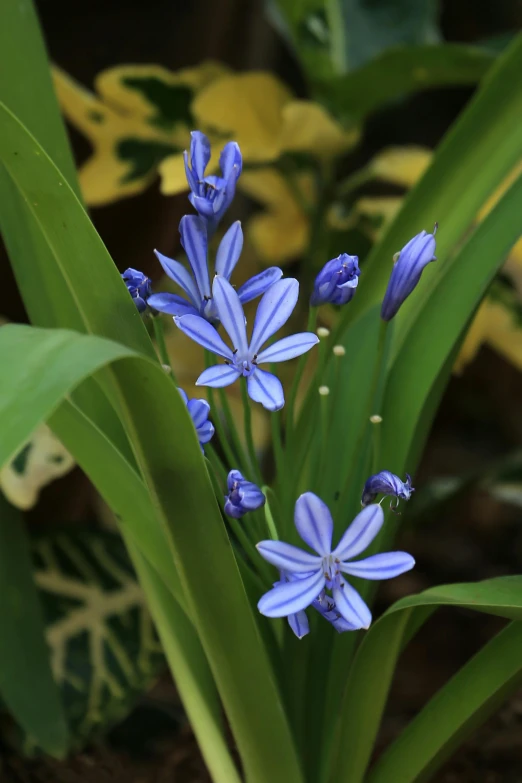 a cluster of flowers with green leaves and blue blossoms