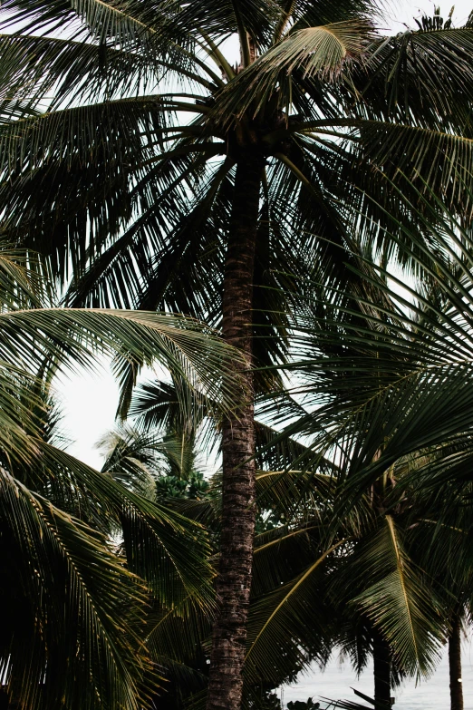 several tall palm trees against a cloudy sky