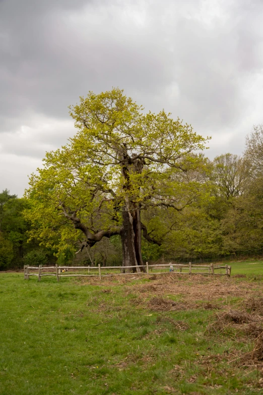 a large green tree in the middle of a field