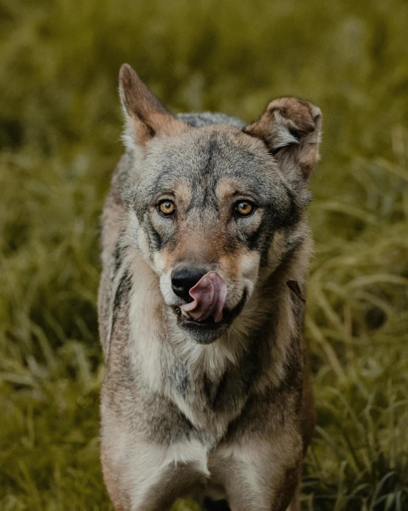 a gray and black dog standing in the grass