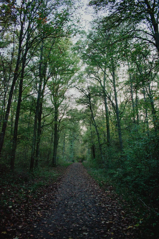 the path is very wide and very green