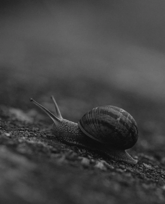 a close up image of a snail that is very cute