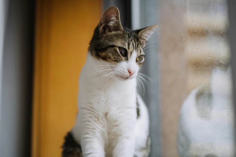 the cat is sitting outside by the glass door